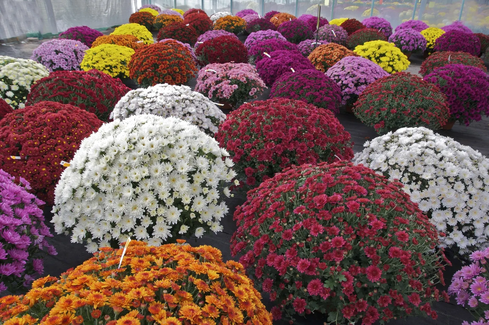 Florists Chrysanthemum (Chrysanthemum X Grandiflorum) — Pinching back the stems through early summer promotes a bushier form and prolific blooming