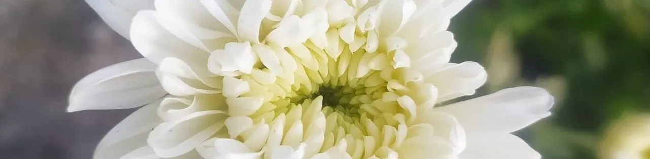 Florists Chrysanthemum (Chrysanthemum X Grandiflorum) — spanning up to 6 inches across; this plant flourishes in full sun to partial shade and, image 76