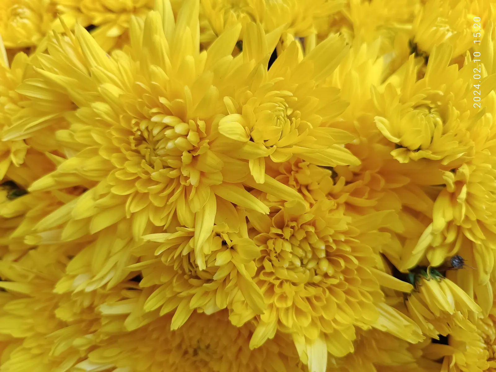 Florists Chrysanthemum (Chrysanthemum X Grandiflorum) — which captivate from late summer through fall; the Florist's Chrysanthemum (Chrysanthemum x, image 137