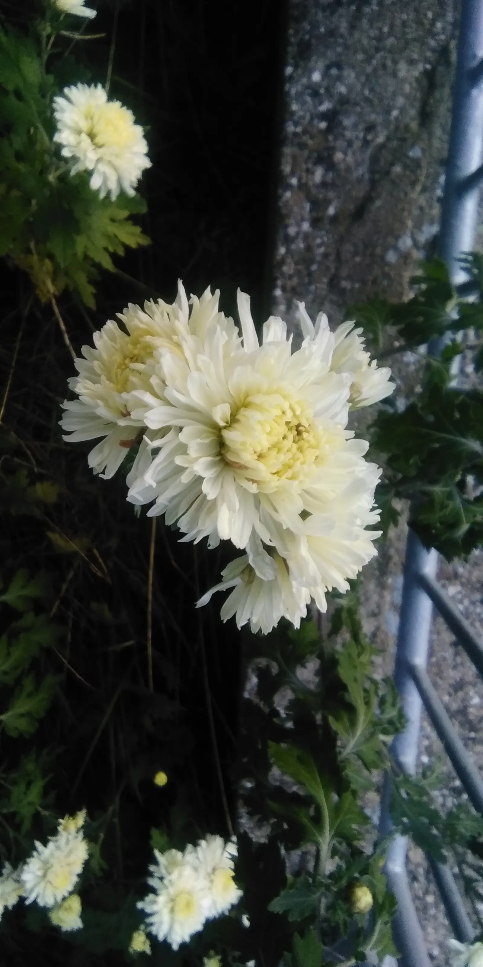 Florists Chrysanthemum (Chrysanthemum X Grandiflorum) — This plant flourishes in full sun to partial shade and requires well-drained soil; perennial for full