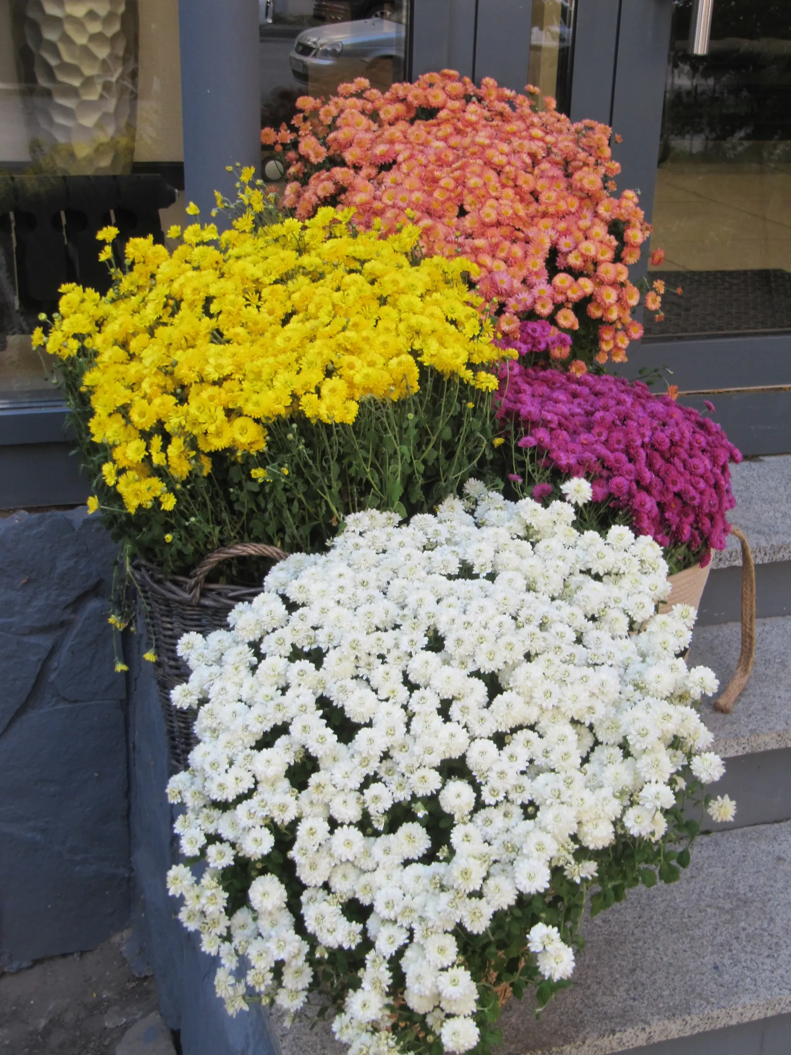 Florists Chrysanthemum (Chrysanthemum X Grandiflorum) — graces gardens with a spectacular array of colors and forms; complementing gardens or, image 83