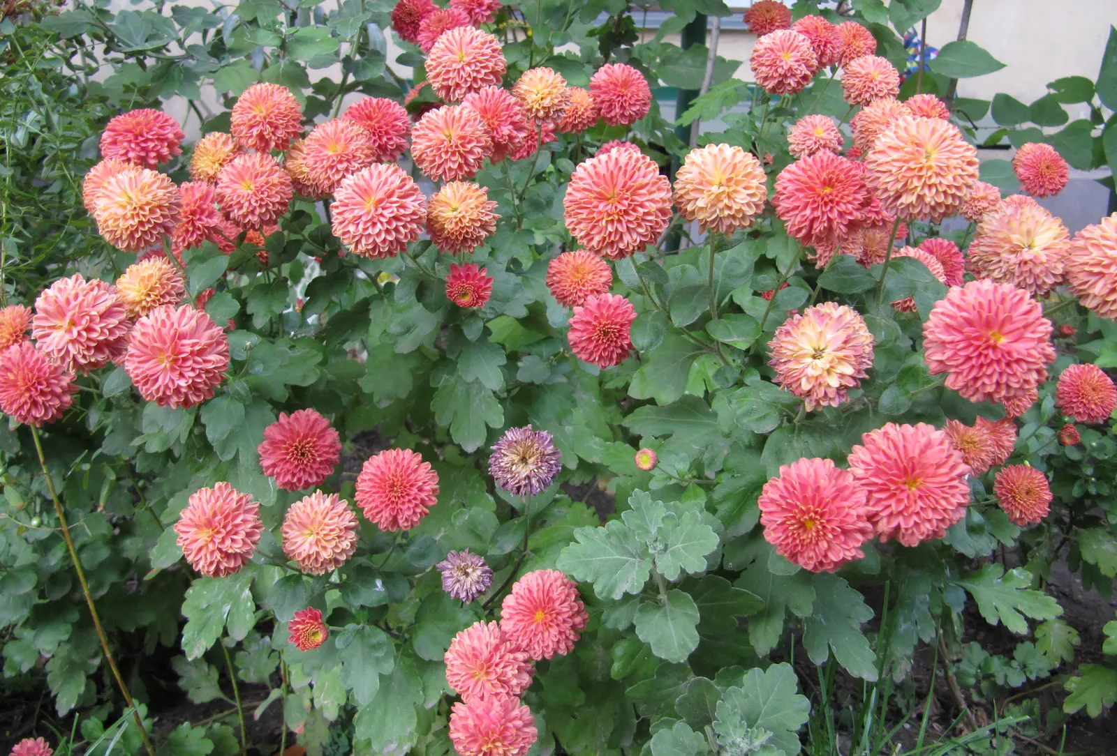 Florists Chrysanthemum (Chrysanthemum X Grandiflorum) — The Florist's Chrysanthemum (Chrysanthemum x grandiflorum); coming in various hues like, image 81