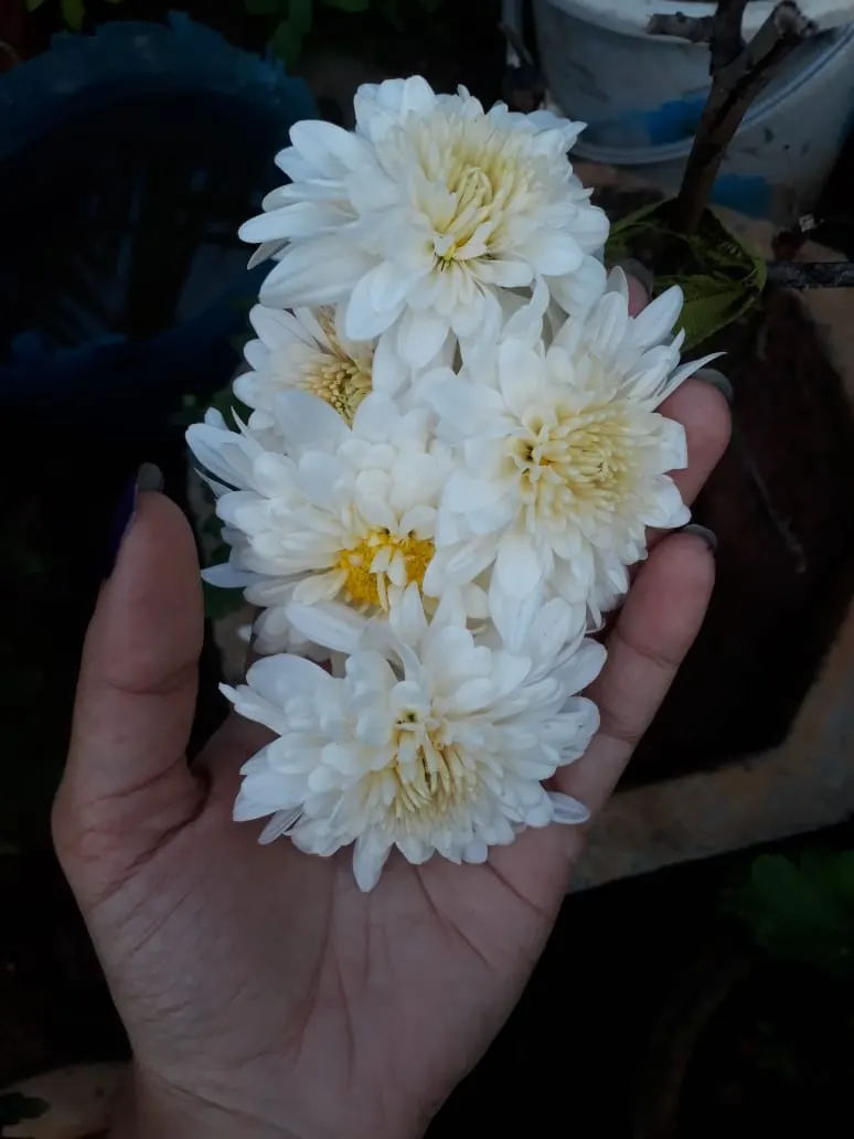 Florists Chrysanthemum (Chrysanthemum X Grandiflorum) — slow-release fertilizer applied in the spring.<br><br>As with most plants; ideal for adding, image 119