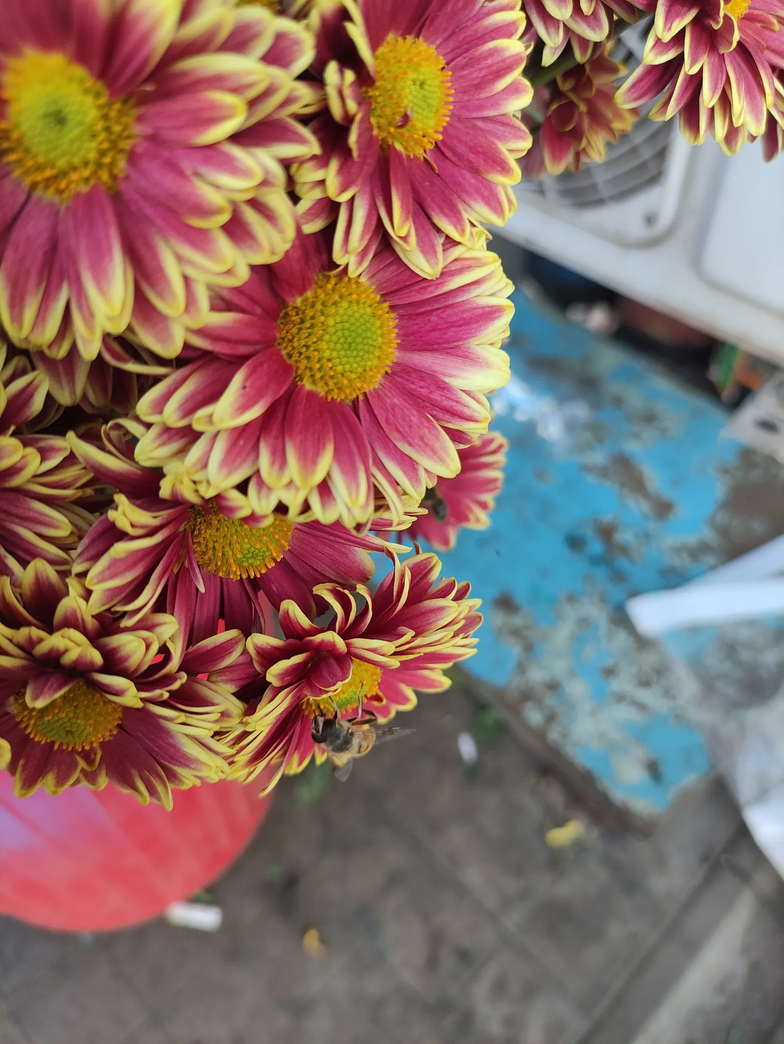 Florists Chrysanthemum (Chrysanthemum X Grandiflorum) — Their versatility in design and overall hardiness make them a favorite among both landscapers and
