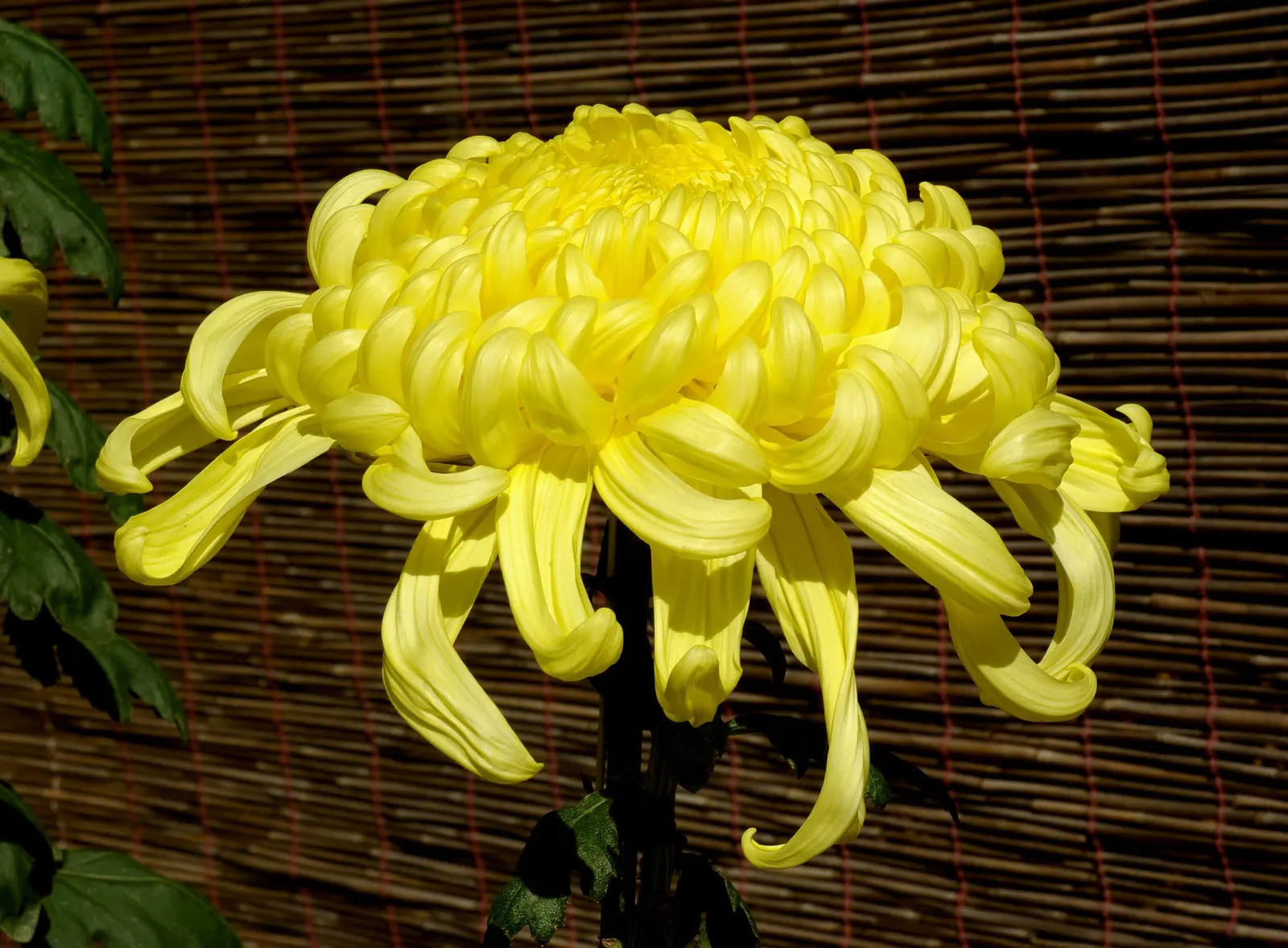 Florists Chrysanthemum (Chrysanthemum X Grandiflorum) — slow-release fertilizer applied in the spring.<br><br>As with most plants