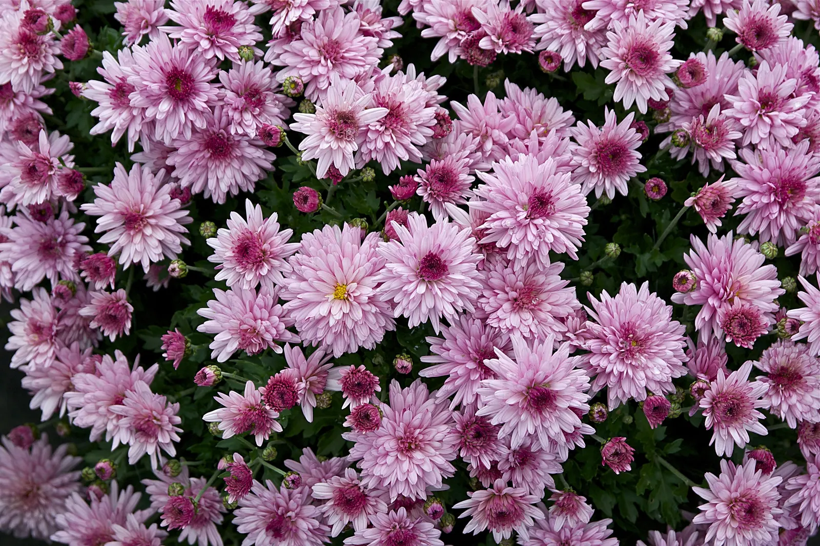 Florists Chrysanthemum (Chrysanthemum X Grandiflorum) — the Florist's Chrysanthemum requires some maintenance