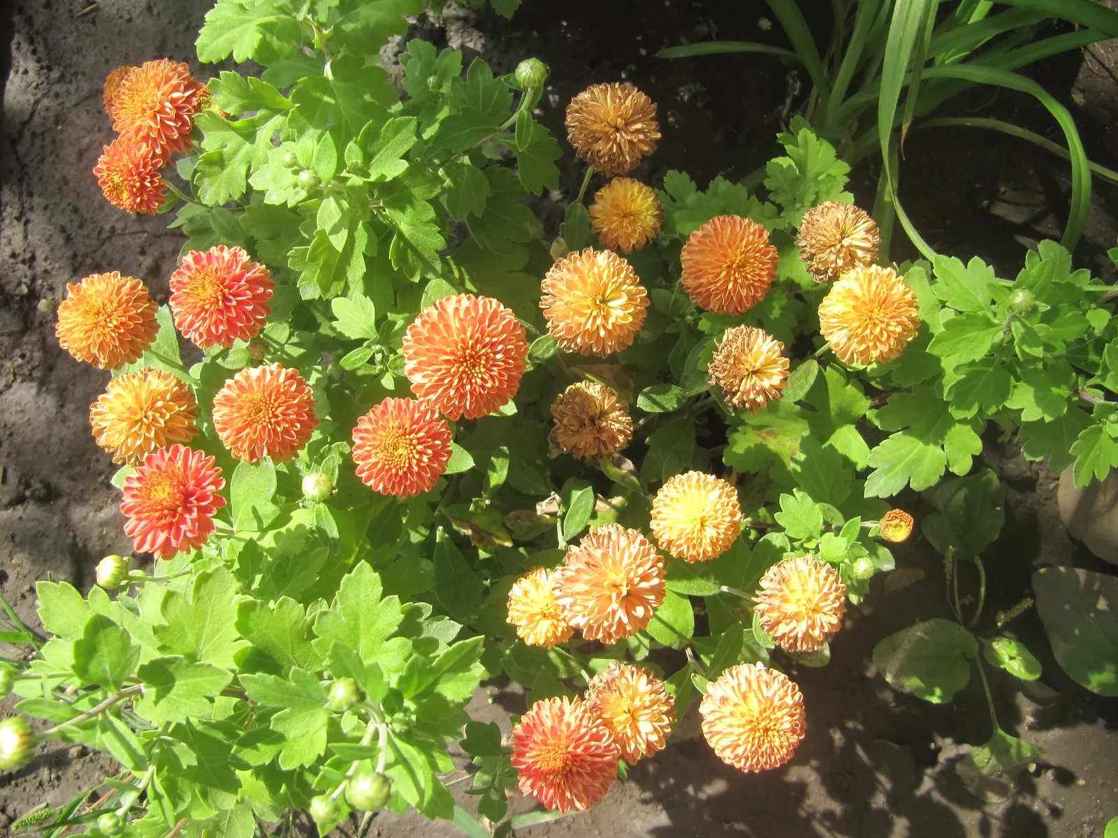 Florists Chrysanthemum (Chrysanthemum X Grandiflorum) — classified into various forms such as pompoms; its foliage is charmingly lush and deeply, image 115