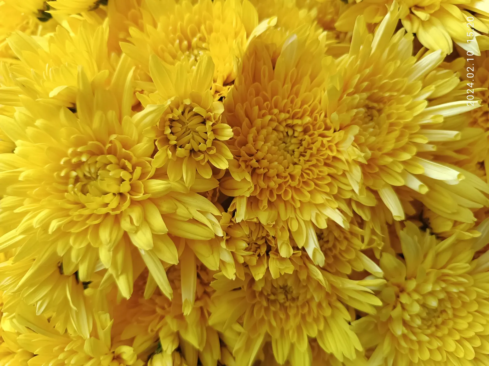 Florists Chrysanthemum (Chrysanthemum X Grandiflorum) — Ideal for adding a splash of autumnal color to any landscape; a true hallmark of versatility and beauty