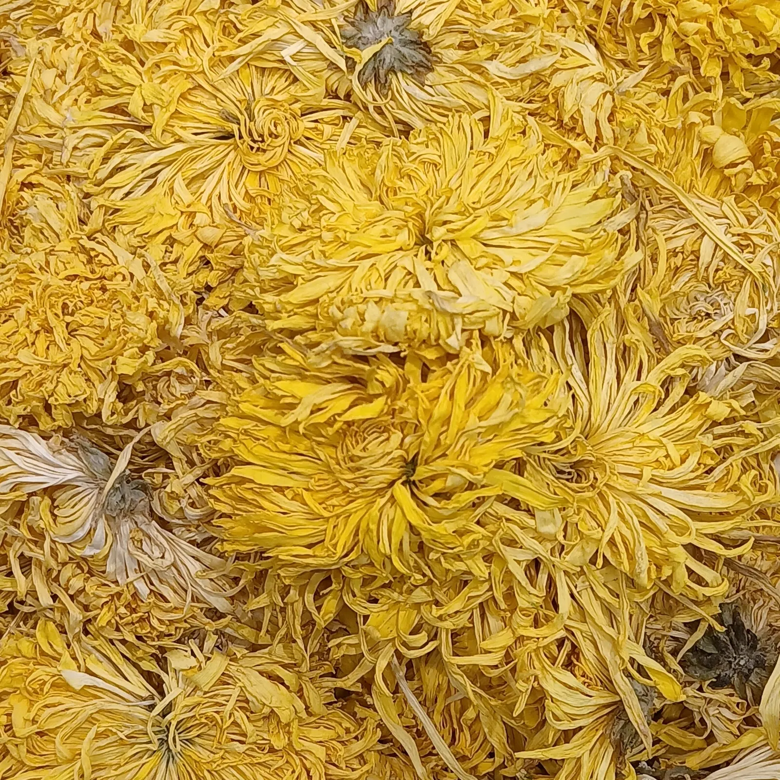 Florists Chrysanthemum (Chrysanthemum X Grandiflorum) — Its foliage is charmingly lush and deeply lobed; dark green leaves that provide a lush backdrop for the