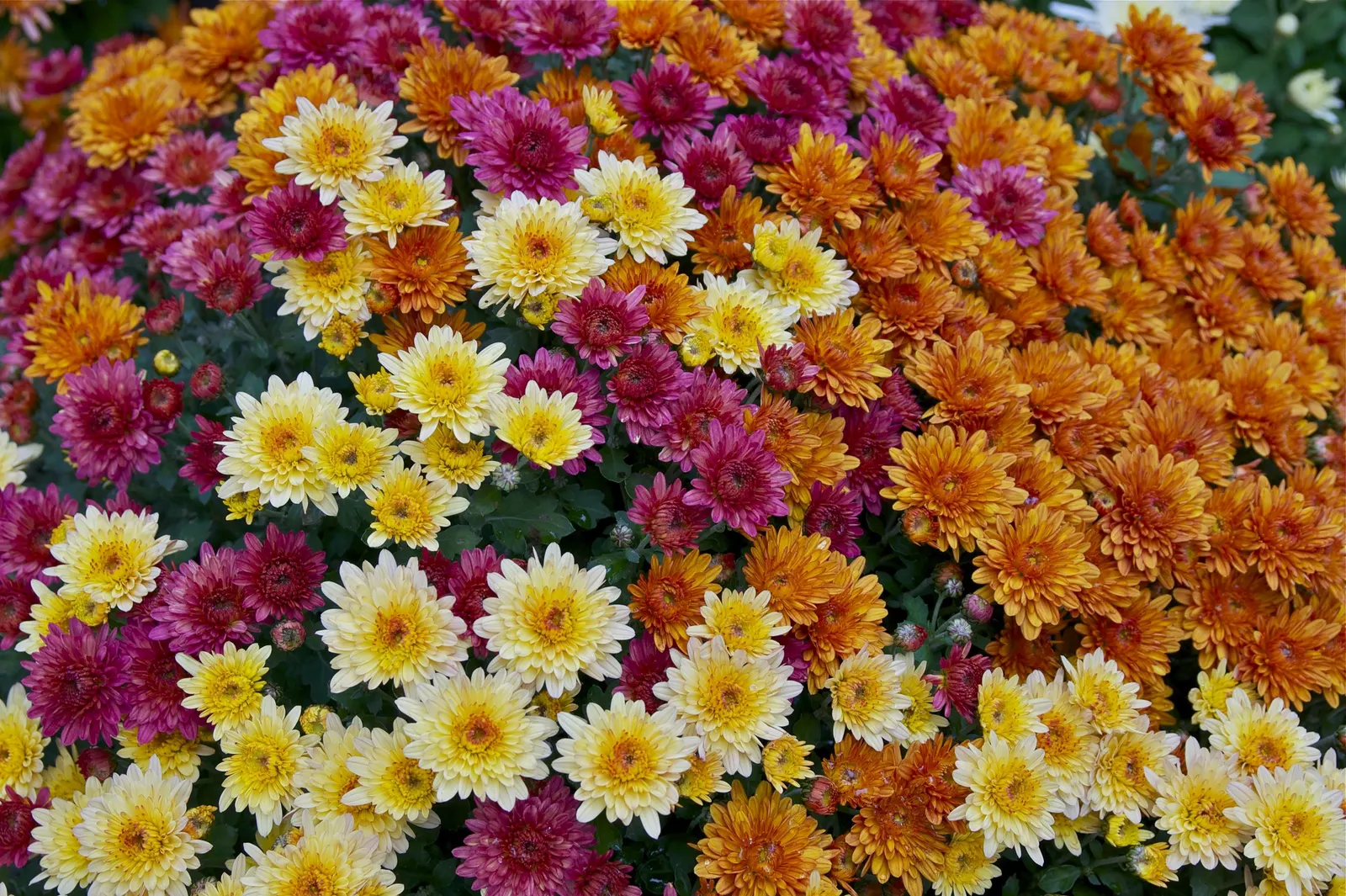 Florists Chrysanthemum (Chrysanthemum X Grandiflorum) — perennial for full
