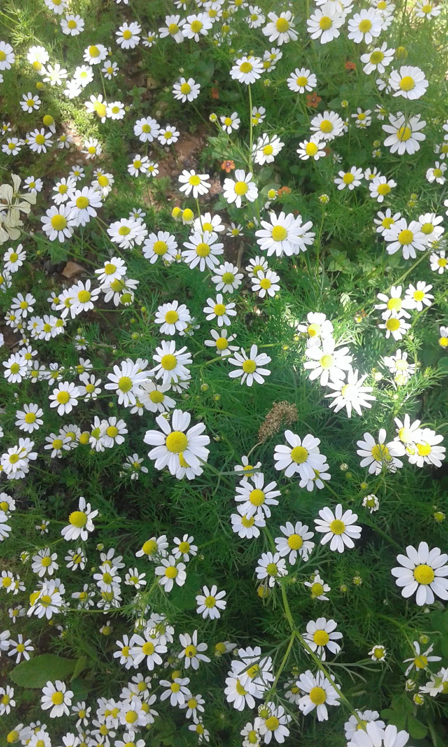 Florists Chrysanthemum (Chrysanthemum X Grandiflorum) — coming in various hues like vibrant yellows; the Florist's Chrysanthemum requires some, image 114