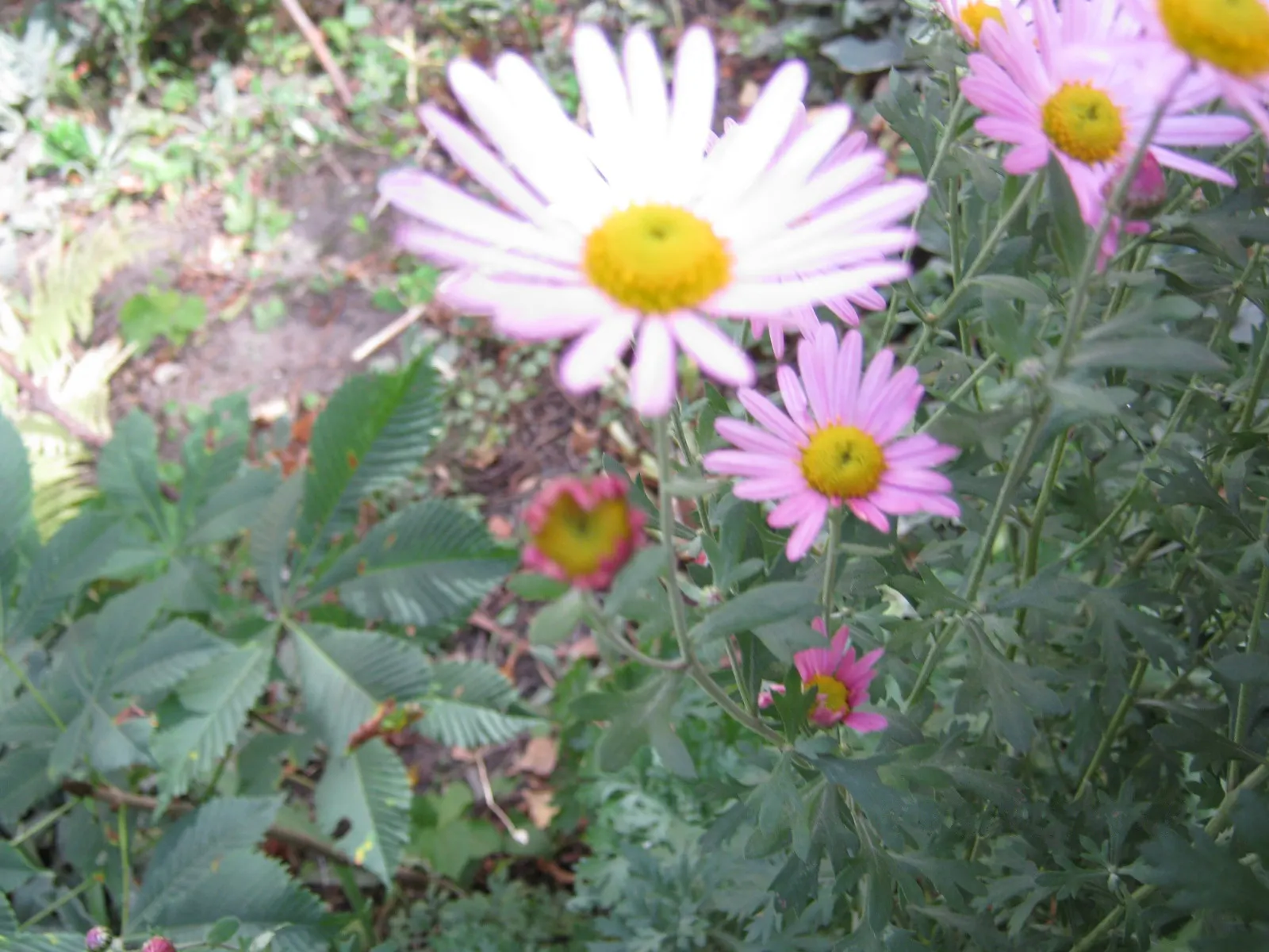 Florists Chrysanthemum (Chrysanthemum X Grandiflorum) — a true hallmark of versatility and beauty in landscaping; pinching back the stems through early summer