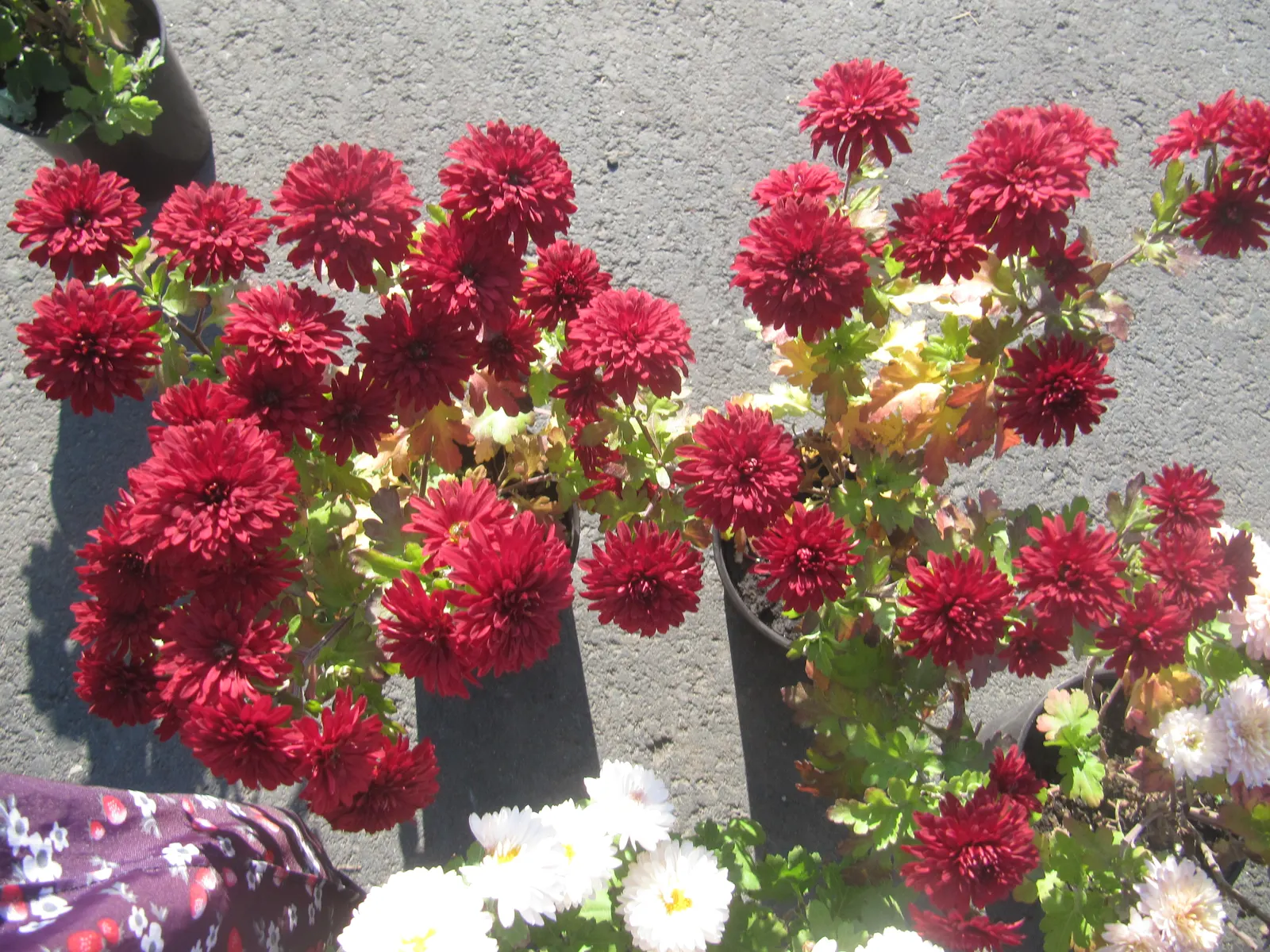 Florists Chrysanthemum (Chrysanthemum X Grandiflorum) — and they thrive in USDA Hardiness Zones 5 to 9; these herbaceous perennials typically reach, image 116