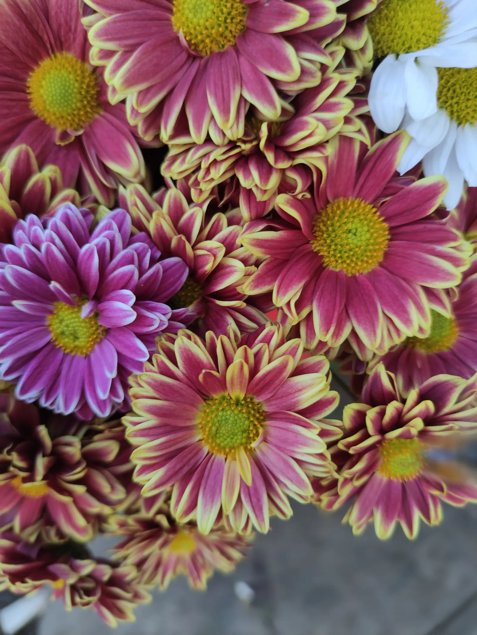 Florists Chrysanthemum (Chrysanthemum X Grandiflorum) — spanning up to 6 inches across; this plant flourishes in full sun to partial shade and requires