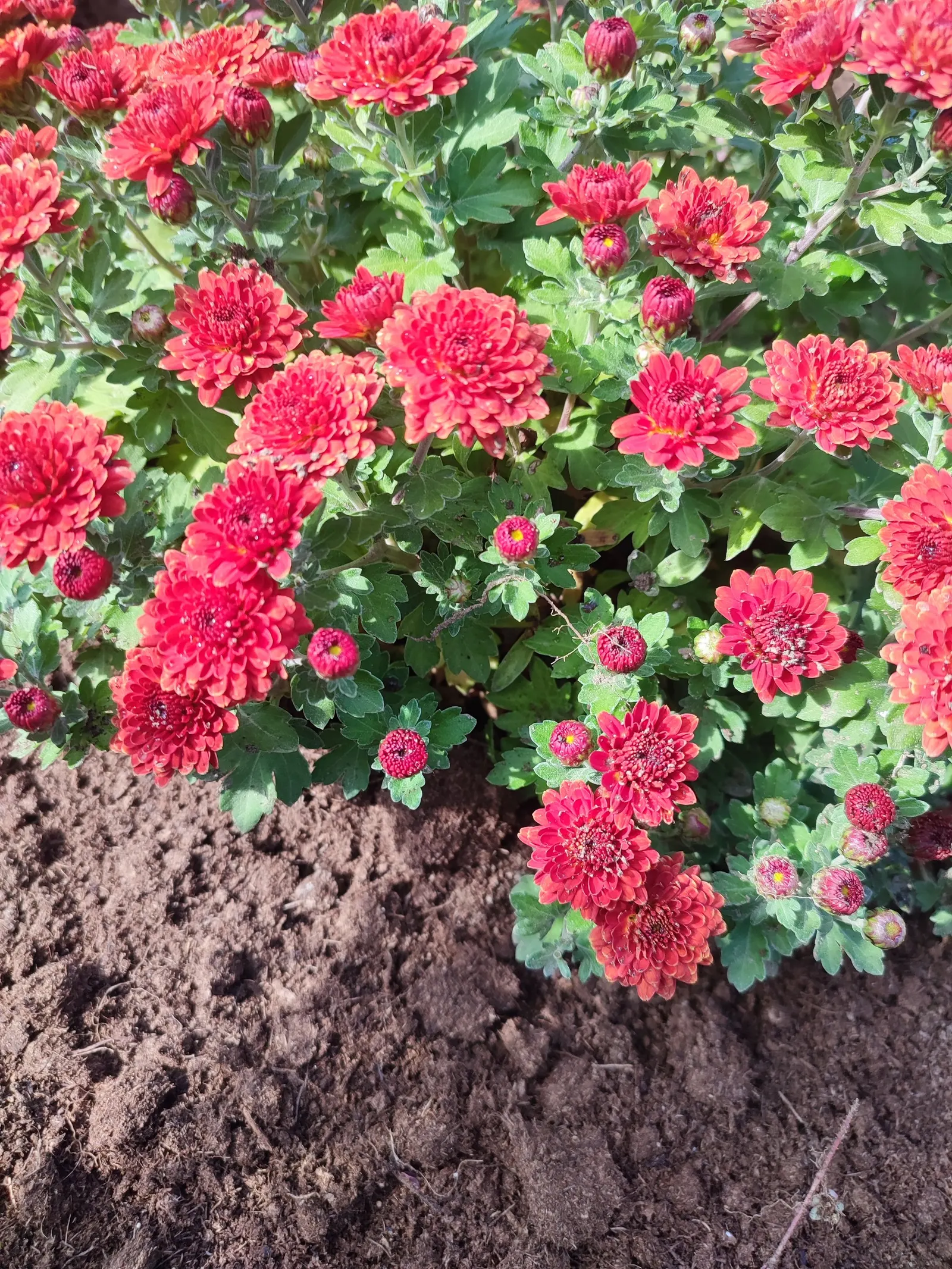 Florists Chrysanthemum (Chrysanthemum X Grandiflorum) — perennial with gold and orange and pink and red and white and yellow blooms