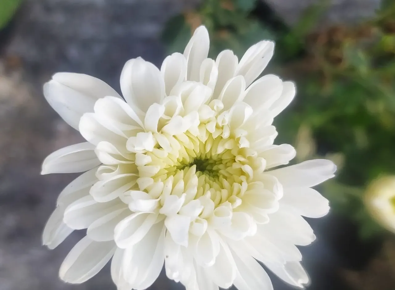 Florists Chrysanthemum (Chrysanthemum X Grandiflorum) — Blossoms range from 2 to 8 inches in diameter, image 138