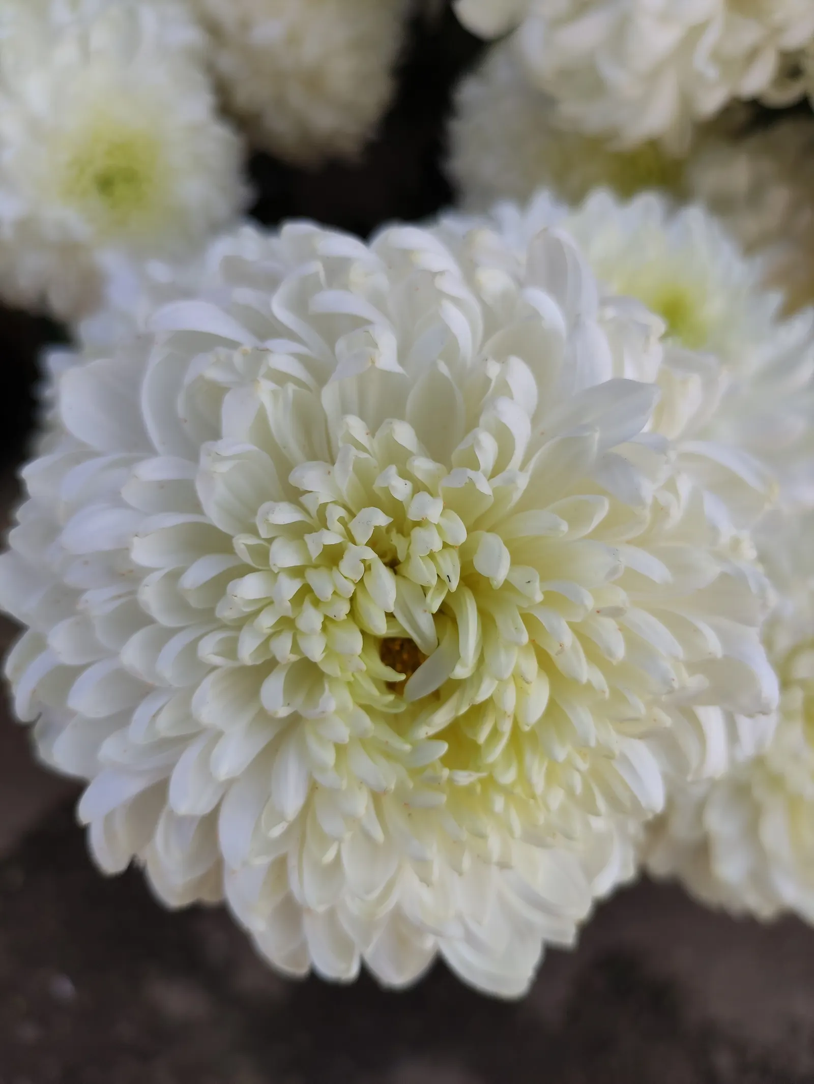 Florists Chrysanthemum (Chrysanthemum X Grandiflorum) — complementing gardens or containers with a vigorous growth up to 3 feet in height and width, image 28