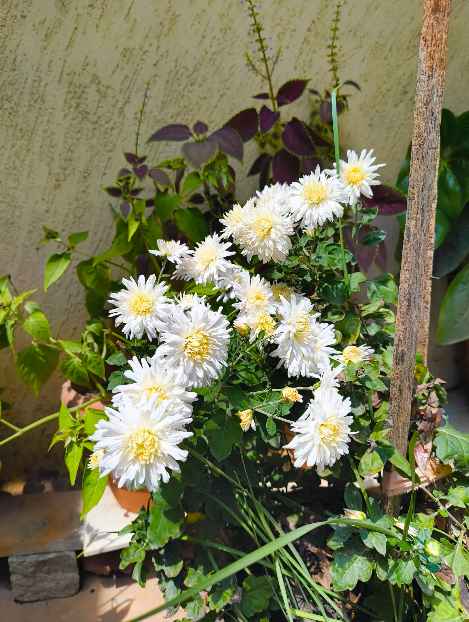 Florists Chrysanthemum (Chrysanthemum X Grandiflorum) — Blossoms range from 2 to 8 inches in diameter, image 113