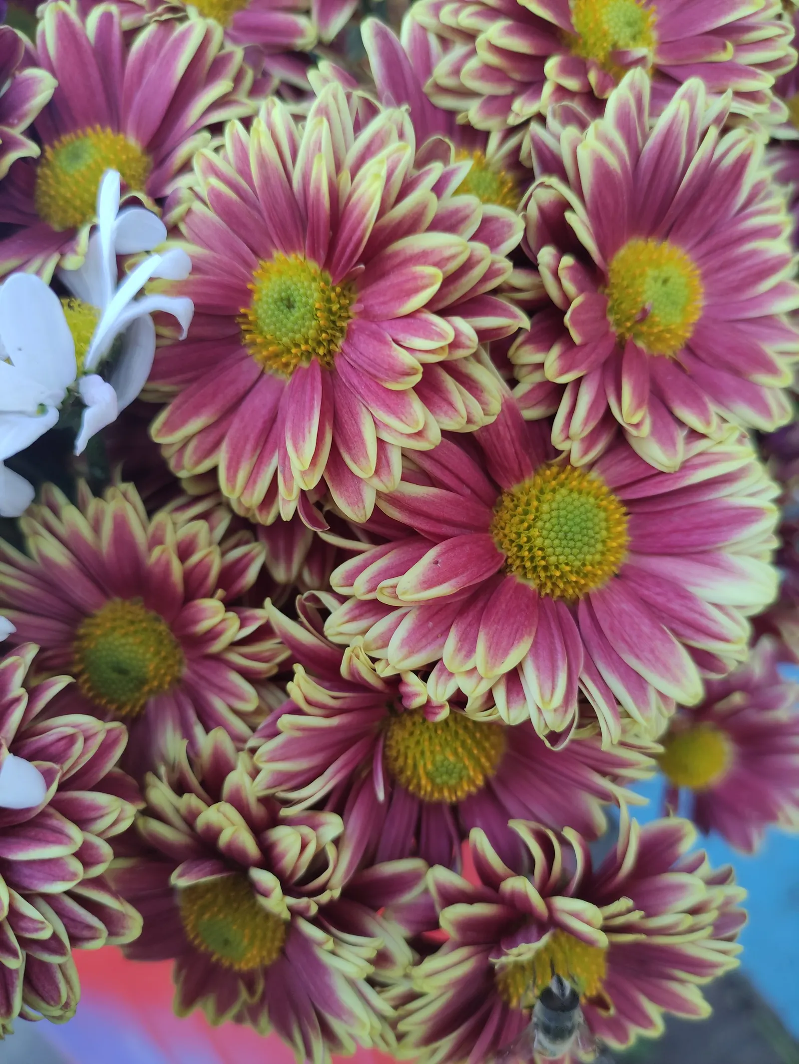 Florists Chrysanthemum (Chrysanthemum X Grandiflorum) — gold and orange and pink and red and white and yellow flowers in the garden