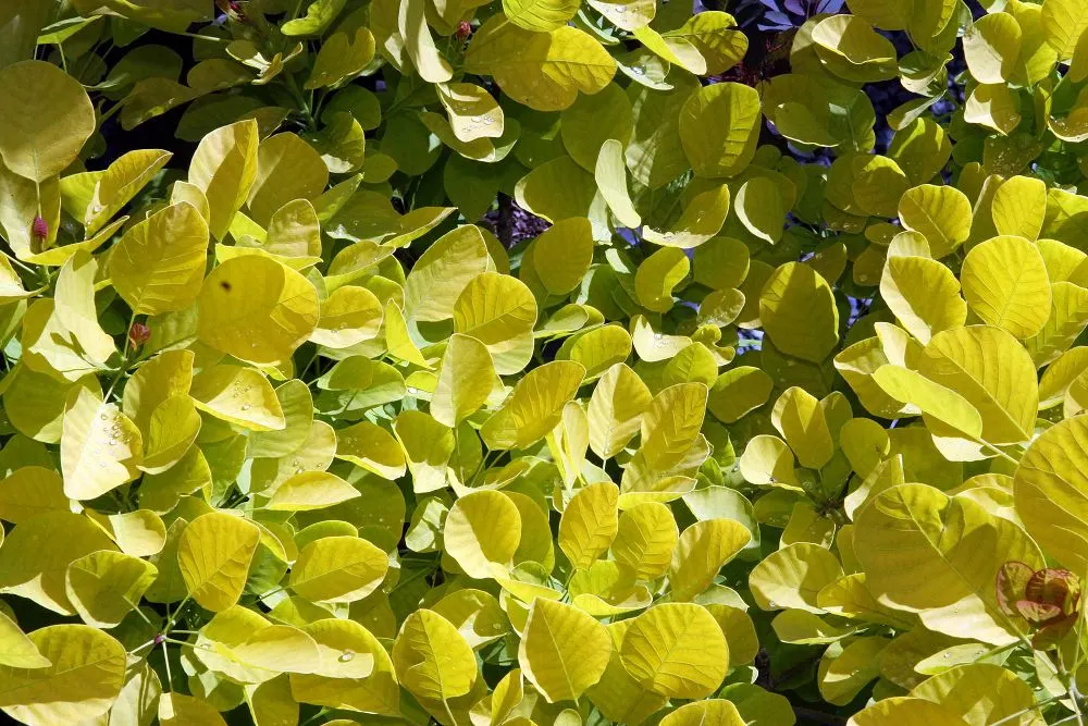 Golden Spirit Smoke Tree (Cotinus Coggygria 'Golden Spirit') — It thrives in well-drained soil under full to partial sun