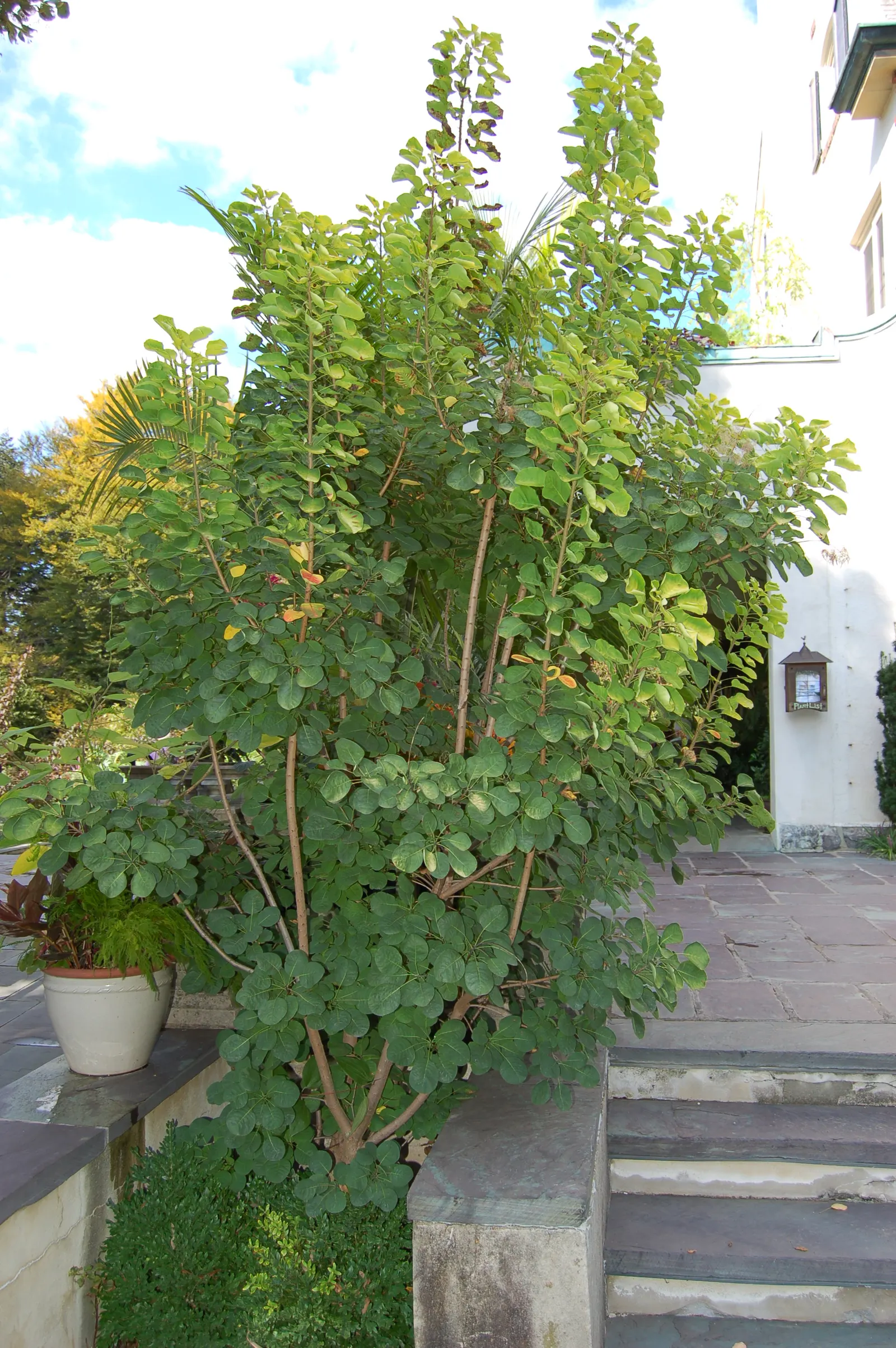 Golden Spirit Smoke Tree (Cotinus Coggygria 'Golden Spirit') — Its feathery, smoke-like flower clusters bloom in summer, creating a soft, ethereal effect