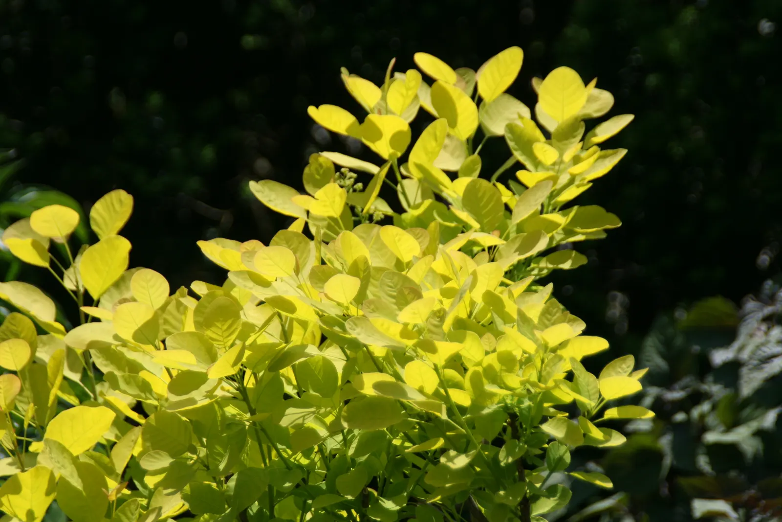 Golden Spirit Smoke Tree (Cotinus Coggygria 'Golden Spirit') — commonly known as the Golden Spirit Smoke Tree