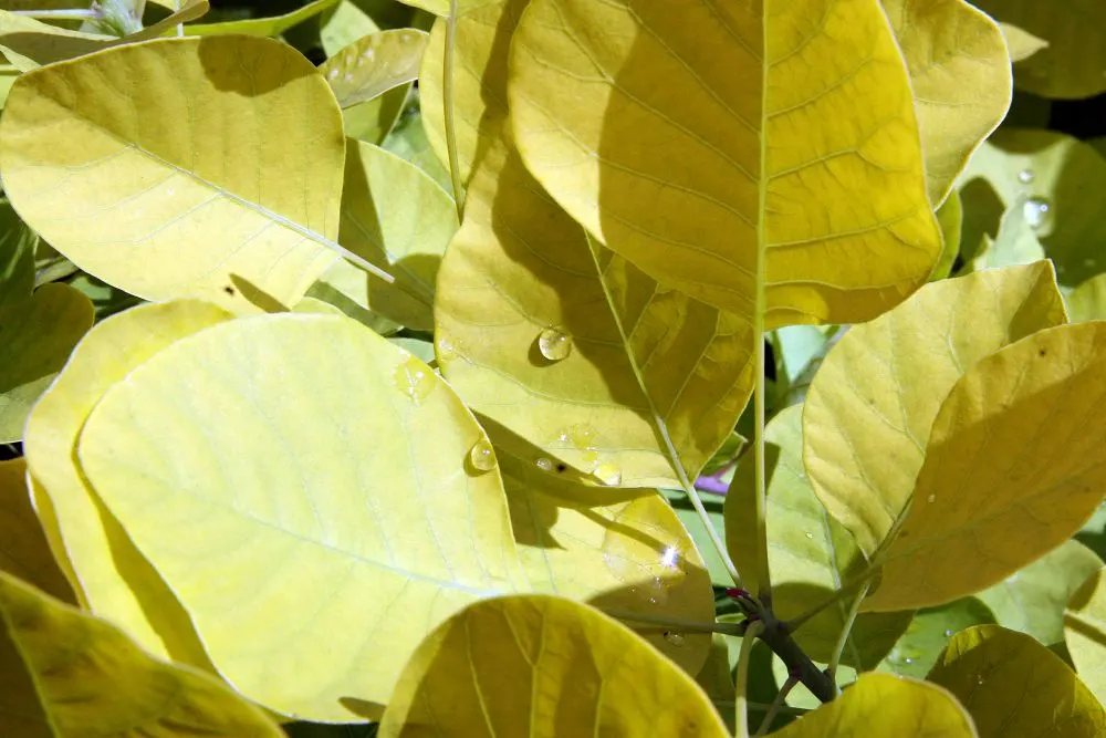 Golden Spirit Smoke Tree (Cotinus Coggygria 'Golden Spirit') — adding a splash of color and visual interest to any landscape