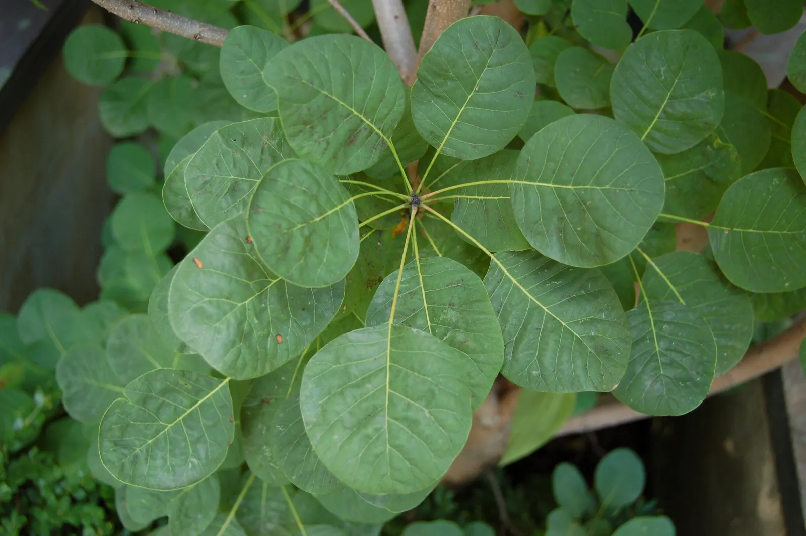 Golden Spirit Smoke Tree (Cotinus Coggygria 'Golden Spirit') — This deciduous shrub typically grows 8-10 feet tall and wide