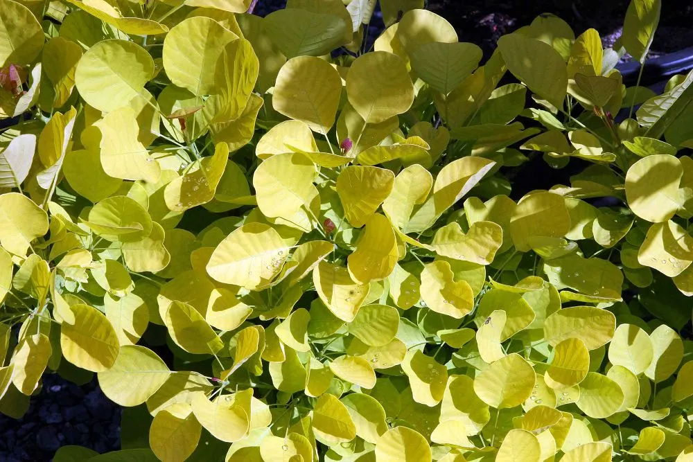 Golden Spirit Smoke Tree (Cotinus Coggygria 'Golden Spirit') — golden-yellow foliage that transitions to striking oranges and reds in fall