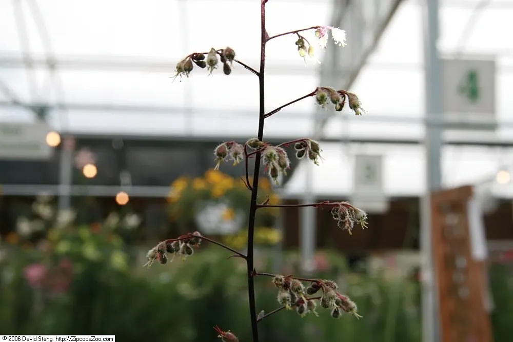 Heuchera Coral Bells (Heuchera 'Gotham') — bell-shaped white flowers on slender stems blossom in late spring to summer