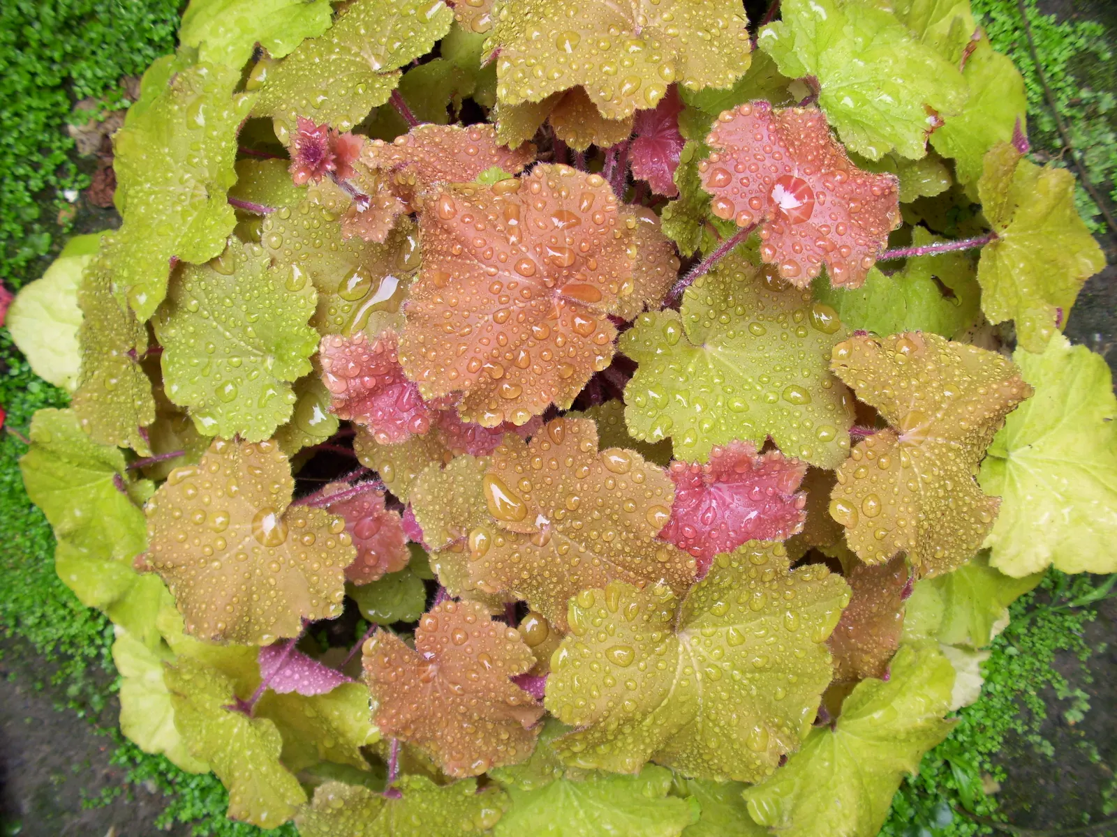Heuchera Coral Bells (Heuchera 'Gotham') — requiring only occasional watering once established