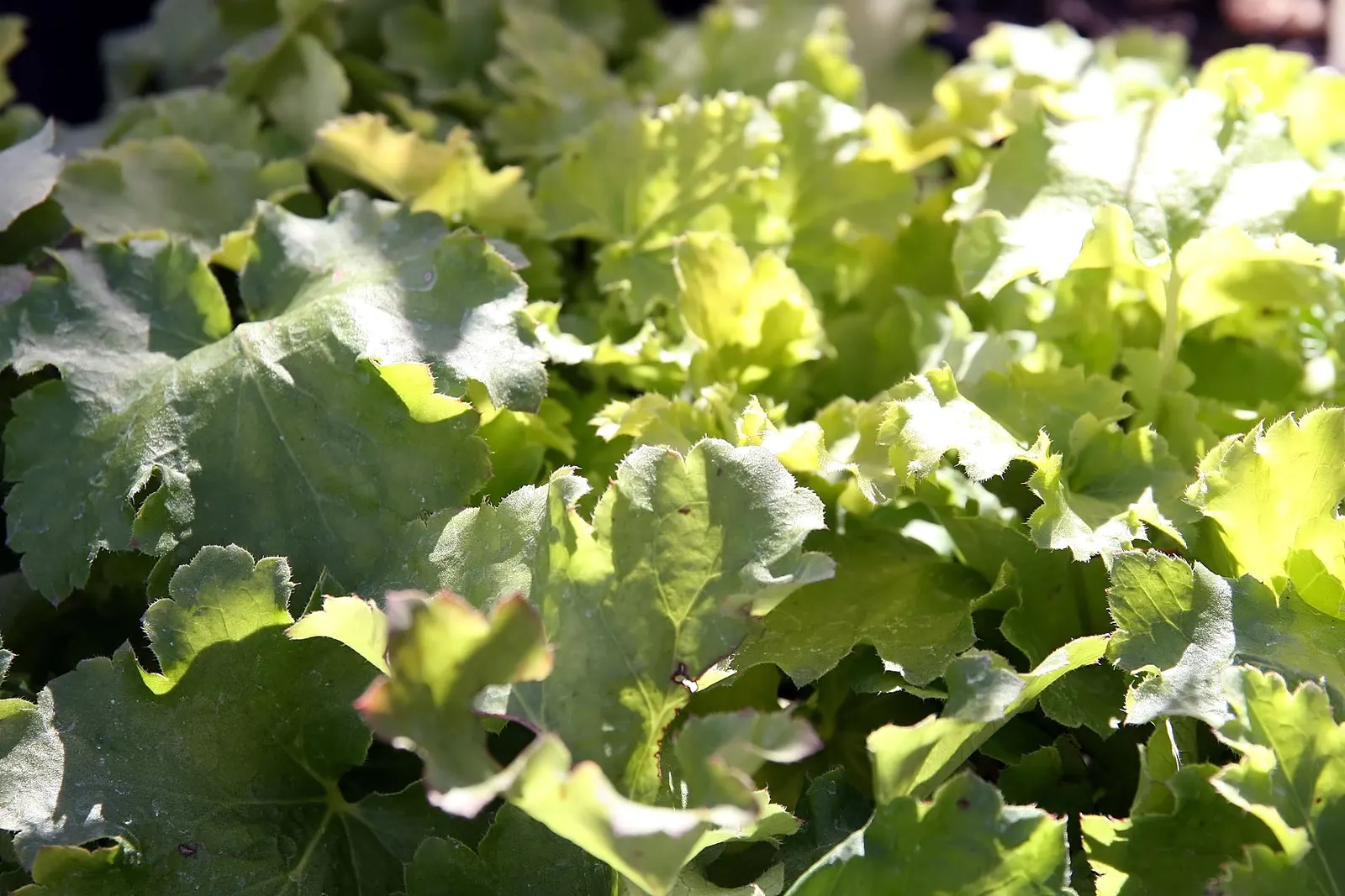 Heuchera Coral Bells (Heuchera 'Gotham') — features vibrant evergreen foliage