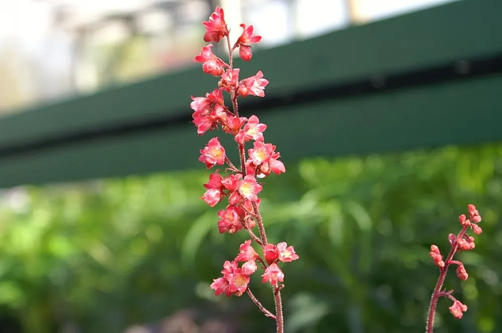 Heuchera Coral Bells (Heuchera 'Gotham') — or intersperse them with ferns and hostas for a dynamic