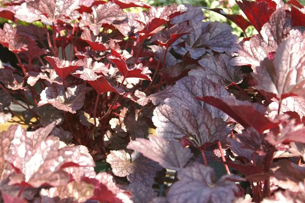 Heuchera Coral Bells (Heuchera 'Gotham') — typically reaching heights of 8 to 12 inches with a similar spread of 12 to 18 inches