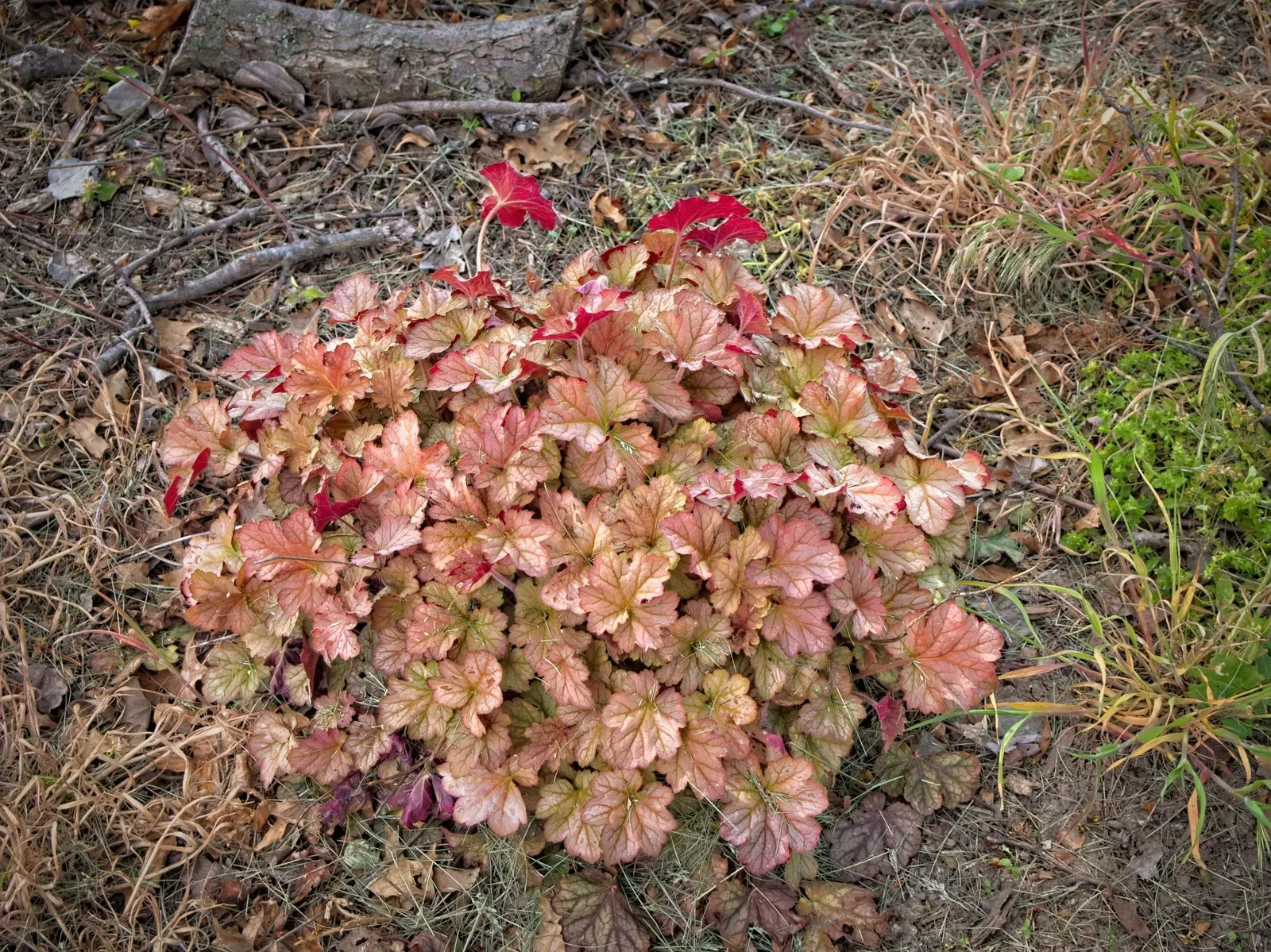 Heuchera Coral Bells (Heuchera 'Gotham') — adding charm at a height of about 18-24 inches; typically reaching heights of 8 to 12 inches with a similar spread