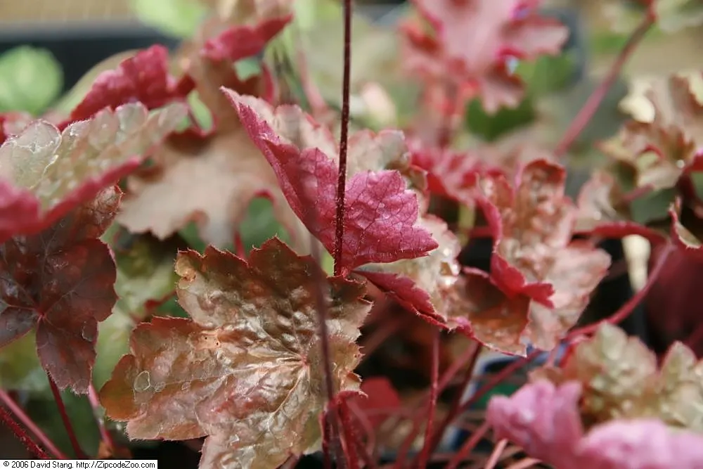 Heuchera Coral Bells (Heuchera 'Gotham') — adding an ecological benefit to their ornamental value.<br><br>Adaptable to a range of conditions
