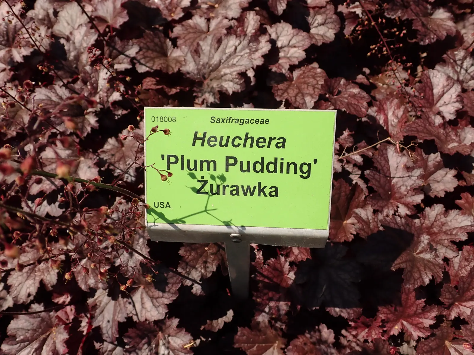 Heuchera Coral Bells (Heuchera 'Gotham') — mounded habit reaching up to 12 inches tall and 18 inches wide