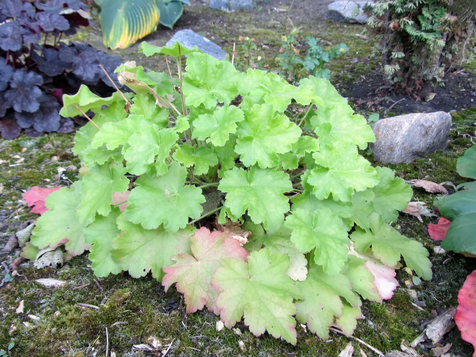 Heuchera Coral Bells (Heuchera 'Gotham') — Ideal for shade gardens, it requires well-drained soil and moderate moisture