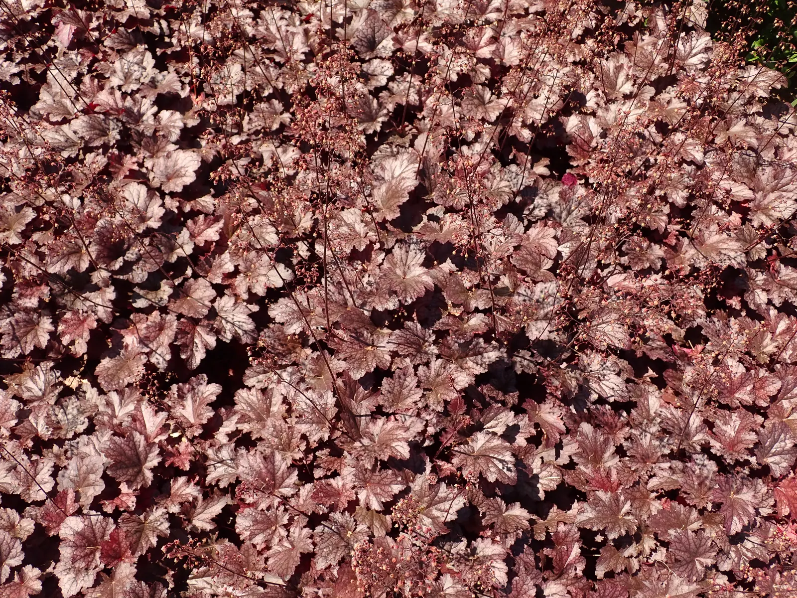 Heuchera Coral Bells (Heuchera 'Gotham') — with ruffled deep purple leaves that create a dense; adding an ecological benefit to their ornamental