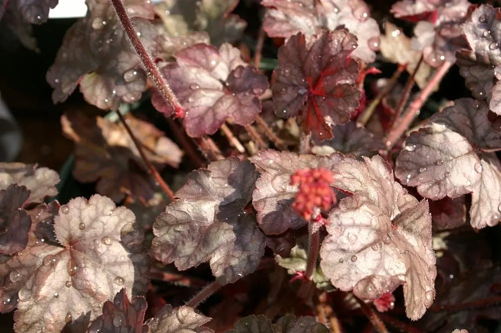 Heuchera Coral Bells (Heuchera 'Gotham') — white flowers on slender stalks that may rise up to 18 to 24 inches above the foliage