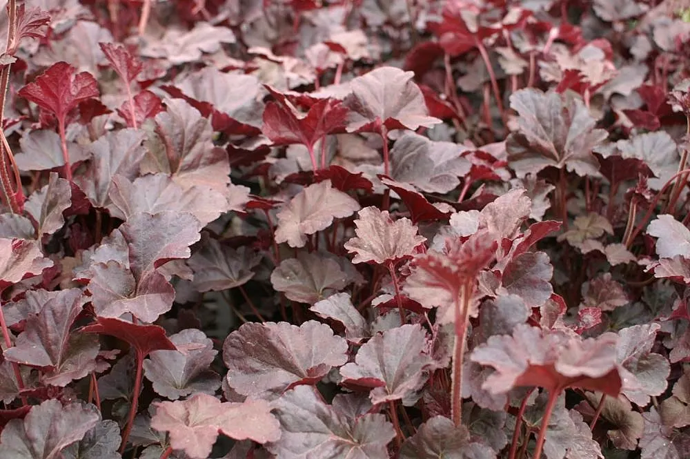Heuchera Coral Bells (Heuchera 'Gotham') — the Gotham Coral Bells produce sprays of tiny