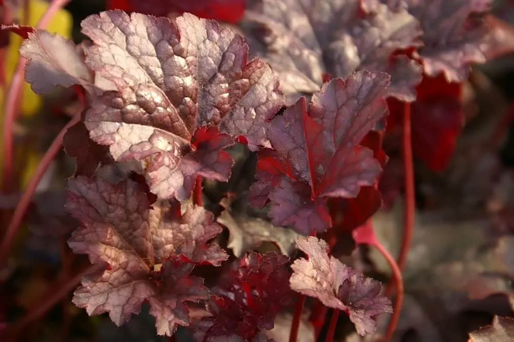 Heuchera Coral Bells (Heuchera 'Gotham') — adding charm at a height of about 18-24 inches
