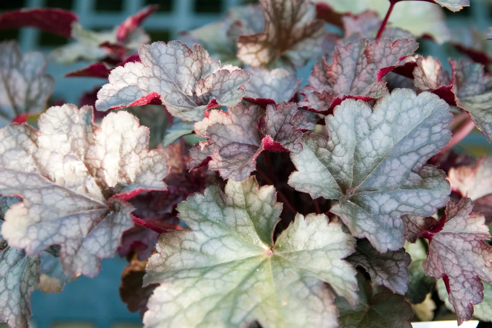 Heuchera Coral Bells (Heuchera 'Gotham') — They are relatively low-maintenance