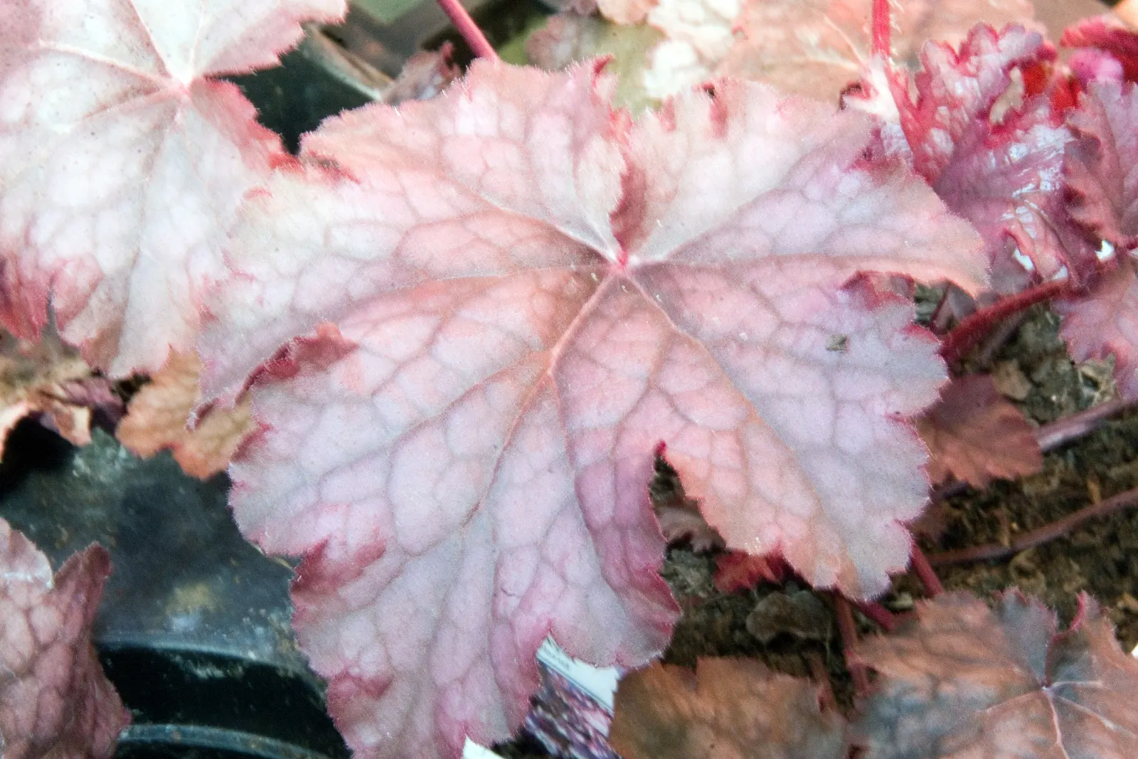Heuchera Coral Bells (Heuchera 'Gotham') — ground cover / perennial with white and yellow blooms