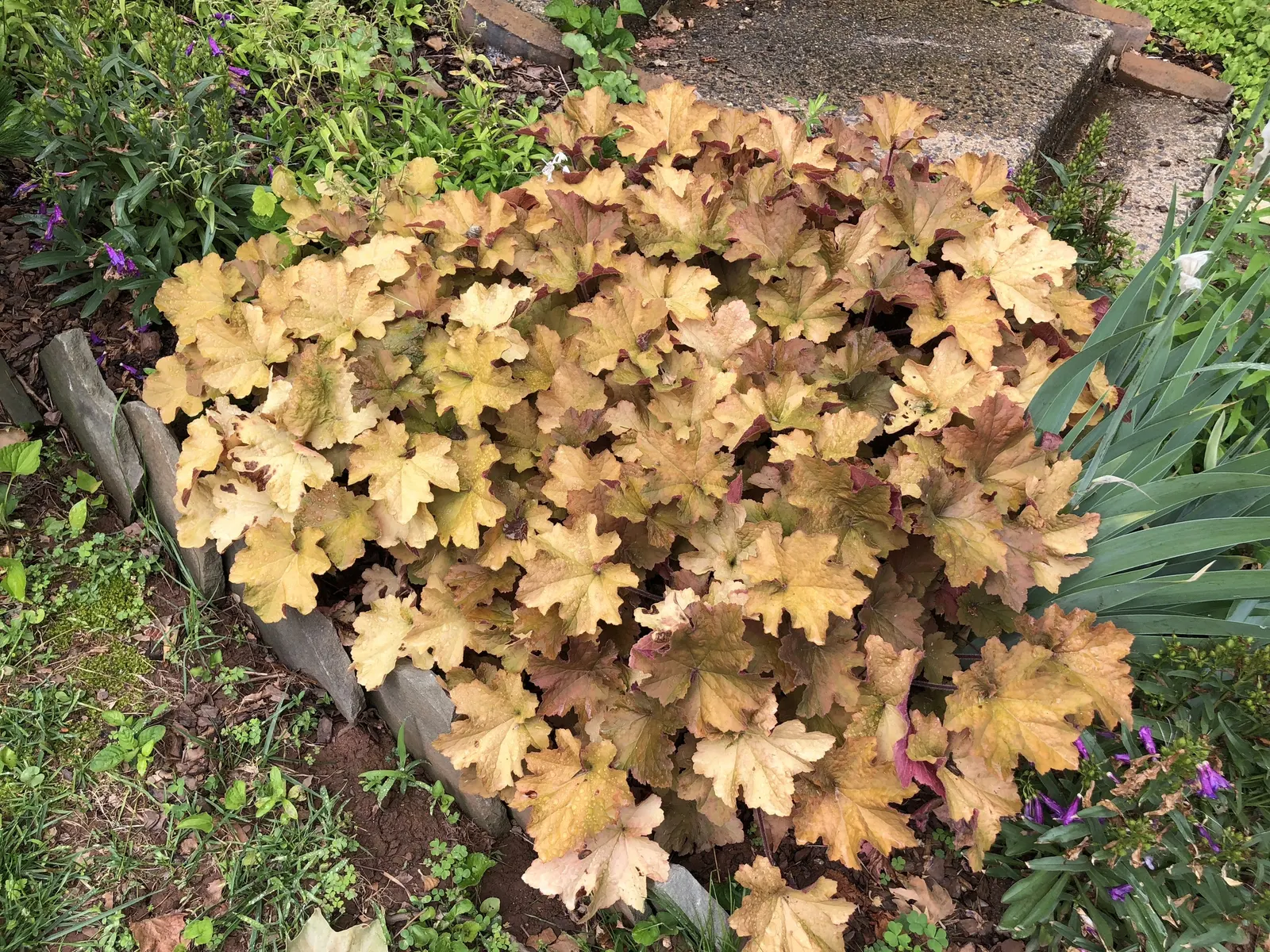 Heuchera Coral Bells (Heuchera 'Gotham') — making them an excellent ground cover or border plant; ideal for shade gardens, it requires well-drained soil and