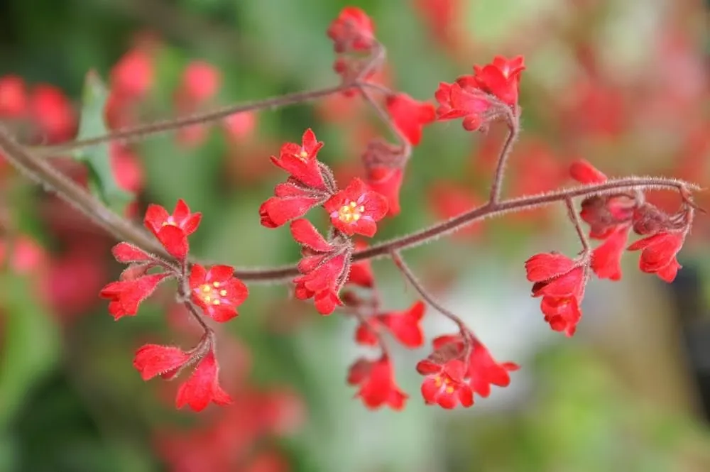 Heuchera Coral Bells (Heuchera 'Gotham') — mounded habit reaching up to 12 inches tall and 18 inches wide; white and yellow flowers in the garden