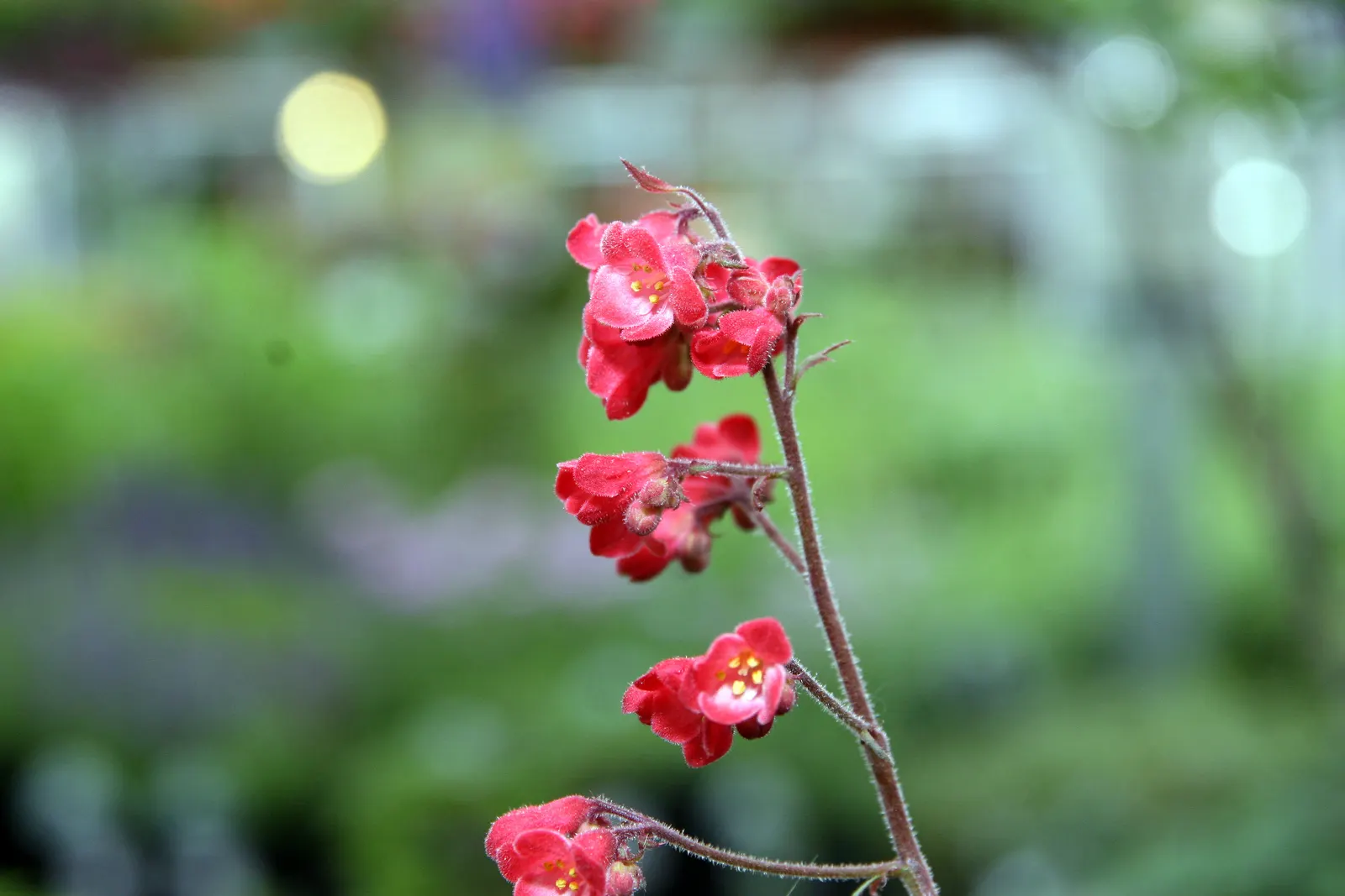 Heuchera Coral Bells (Heuchera 'Gotham') — <br><br>Gotham Coral Bells exhibit a clumping habit; they are relatively low-maintenance