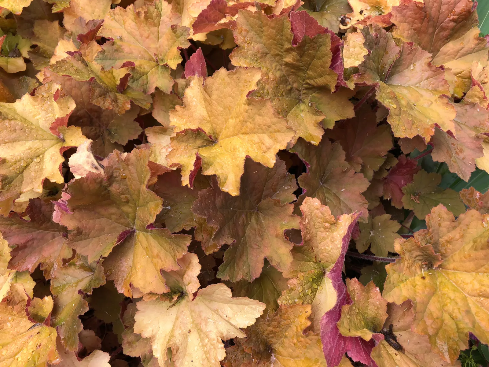 Heuchera Coral Bells (Heuchera 'Gotham') — Ideal for shade gardens, it requires well-drained soil and moderate moisture; the Heuchera 'Gotham' prefers partial