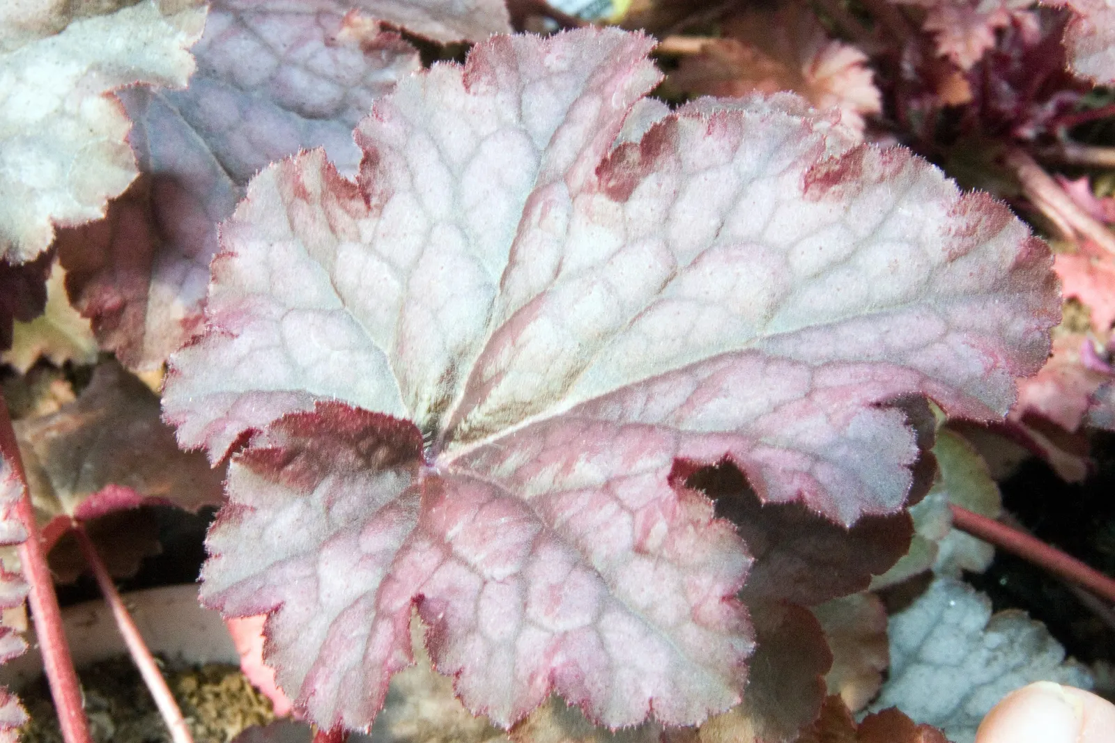Heuchera Coral Bells (Heuchera 'Gotham') — white and yellow flowers in the garden