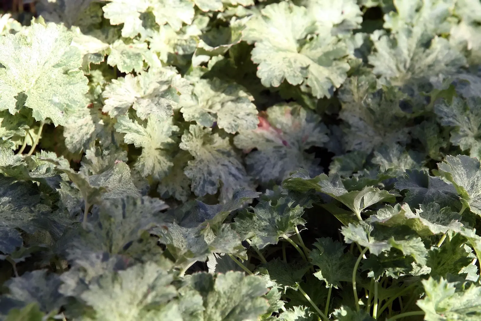 Heuchera Coral Bells (Heuchera 'Gotham') — is a versatile specimen for gardeners seeking year-round interest; making them an excellent ground cover or border